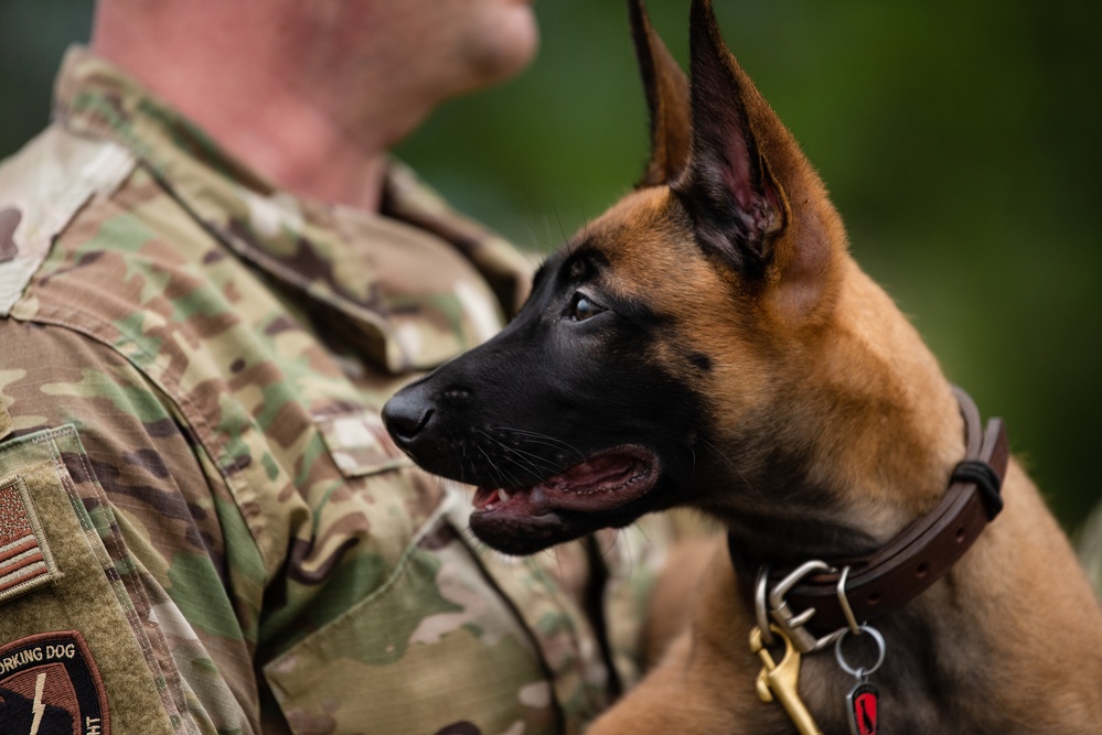 A military working dog handler training with a canine partner during an exercise