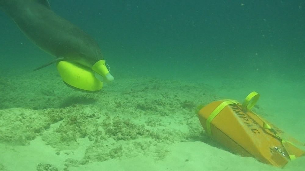 U.S. Navy MK7 Marine Mammal System bottlenose dolphin marking the location of an exercise mine during RIMPAC 2018